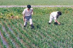 �t����������(31KB)