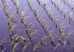 �A���ɂ�(30KB)