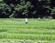 ���O�̖�܎U�z