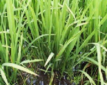 ��o�R�����j�^�[�̃C�l