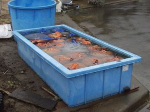 �Ί��s�̃��j�^�[�A��삪�n�܂�