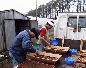 ���N���X�^�[�g