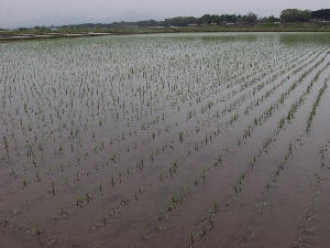 �k�̖��l�ޏ�