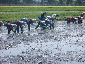 ���ꂩ���A�����B