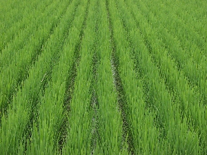 �[�w�ǔ�̌���