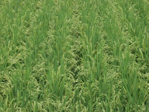 ���т���ޏ�i�W���Q�U�����݁j