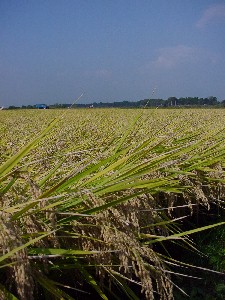 ���т���ޏ�