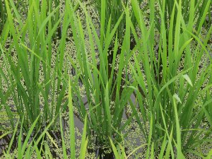 ���l�̐[��