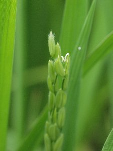 �悤�₭�̊J��