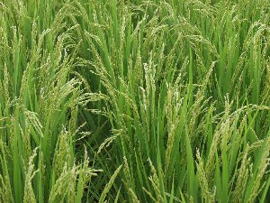 �X����������