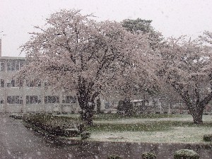 ��ɉ����