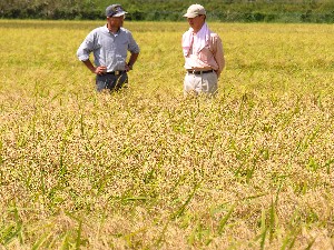 �ǂ��ł��傤���H