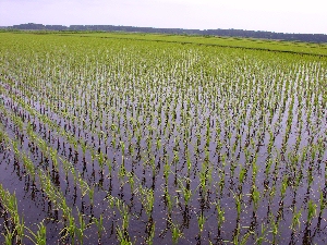 ���X���F