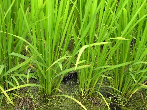 �o��܂ł��Ə���