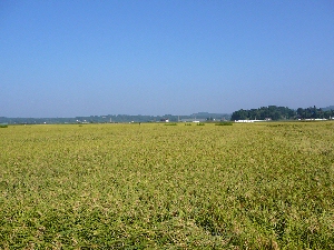 ���ɂӂ��킵���H��