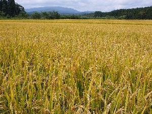 �X���^��