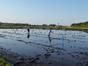 ��������ςł�