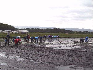 �J�̒��̓c�A��