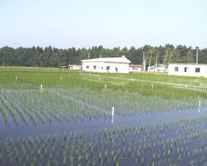 ����E�앿�f�f�ޏ�A���悢��{�ԓ˓��I