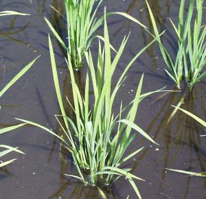 �i��F�ЂƂ߂ڂ�A�X�D�P�t���i�s���S�t�܂ށj