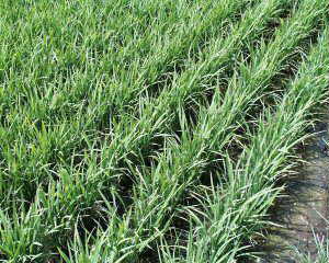 �߉��̈�i��u�͂��ʂ��v�̐����