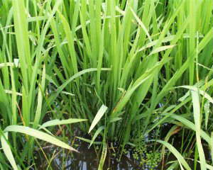 ��̎p�͔_�ƋZ�p���x�������