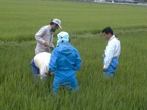 �≷�����p�����̔��グ����