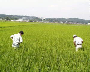 ���j�^�[�ޏ�̗t�������`�F�b�N