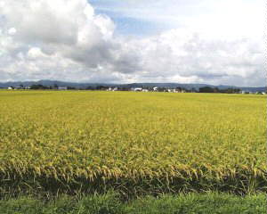 �\�z�ʂ肾�|�����F�ɋP������̈�