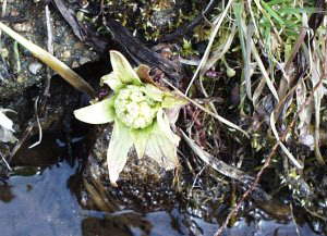 �t��������