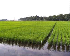 �������}�����