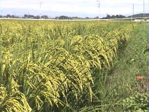 �o���H���y���݂�