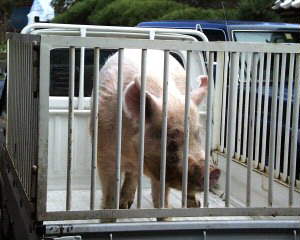 �͉X��{�p�͓y�Â���̊�{