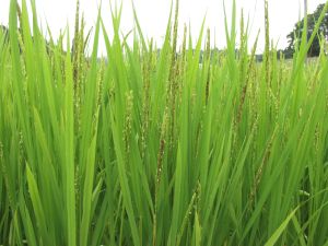 ���ϖ��̏Ǐ�