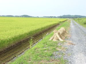 ���c�_�Ɗm���֖{����