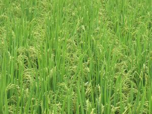 �������ቷ�ɂ����Ƒς��āI