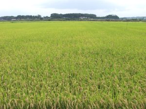 �ǂ��撣������