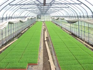 �N�₩�ȕc�̗΂�������