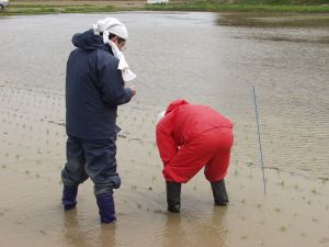 ���悢�搶�璲�����n�܂�