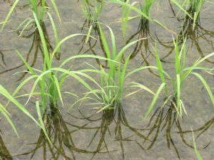 �k�̈�얼�l�̈�