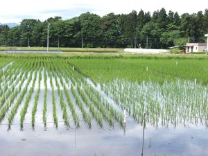 ��Q���Ď������