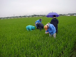 �J�̒��̐��璲��