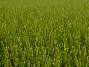 �ЂƂ߂ڂ�̏o��