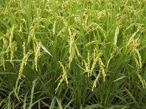 ���������܂��i�W���Q�S�����݁F�ŏ㒬�j