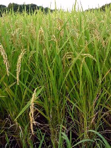 �o�n�̂悤���i���c���j