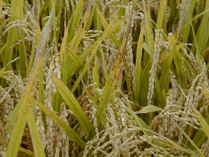 �~�t�̊��ρi�����c���j