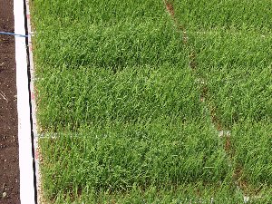 �L�т����H