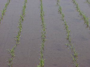 �k�̖��l�ޏ�