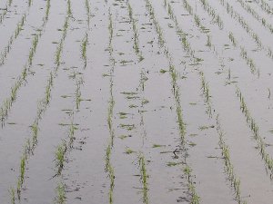 �J���X��Q