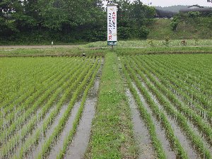 ���l�̃C�l�͉��F��